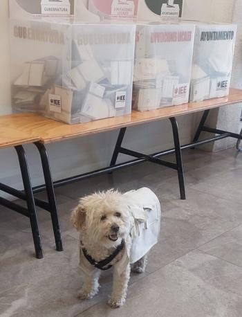 Daisy, la Perrita Funcionaria de Casilla que Robó Corazones en la Jornada Electoral