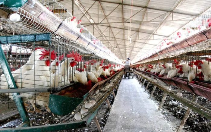 ¿Existe una Vacuna contra la Gripe Aviar A(H5N2) para Humanos?
