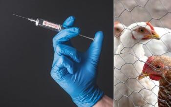 OMS Aclara Muerte en México No Relacionada con Gripe Aviar H5N2