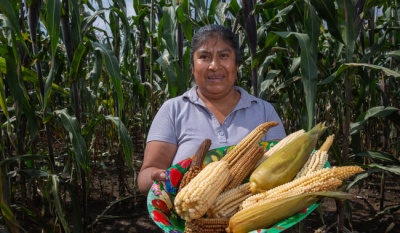 Estrategia de Agricultura para la Conservación de Maíces Nativos en México: Innovación y Valor Agregado