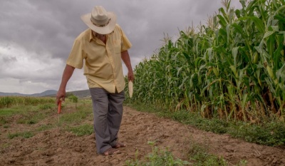 Incentivo Emergente para Productores de Maíz en México: 750 Pesos por Tonelada