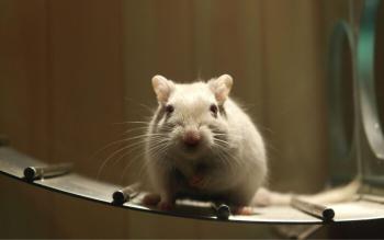 Baja Tasa de Éxito en Terapias de Animales a Humanos: Solo un 5% Aprobadas