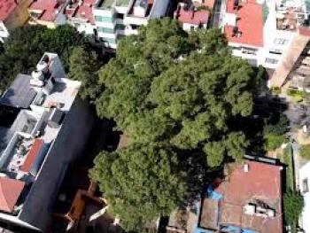 Árbol "Eugenio" declarado patrimonio natural y cultural de la Ciudad de México