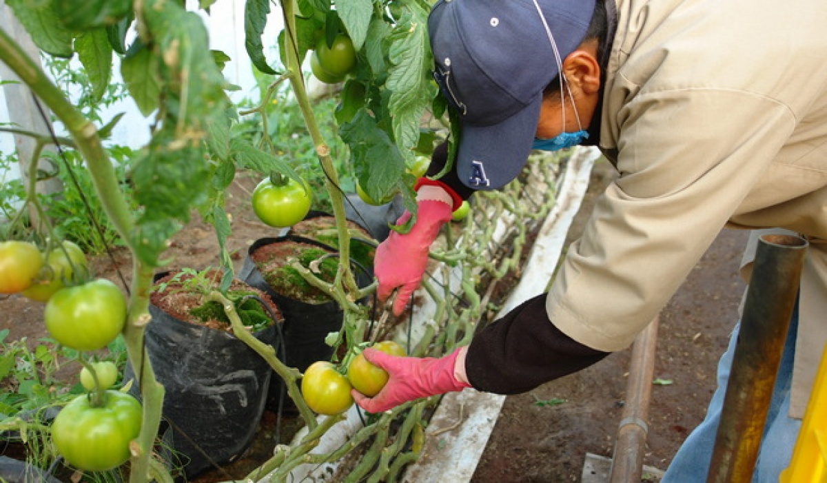 Estados Unidos Levanta Restricciones para Importación de Tomate Mexicano