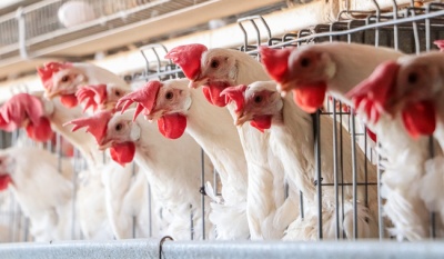 México declara erradicada la influenza aviar AH5N1: un logro en sanidad animal 