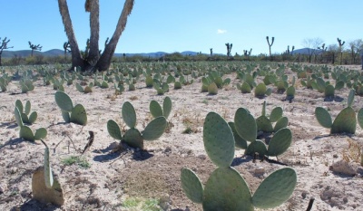 Impulso al nopal forrajero en zonas áridas de México mejora economía rural