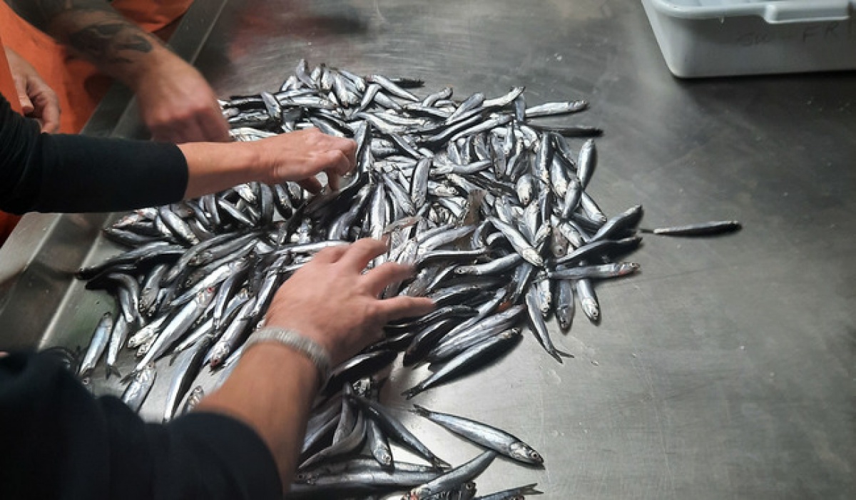 Establecen nuevas vedaciones espacio-temporales en el golfo de california para proteger recursos pesqueros 