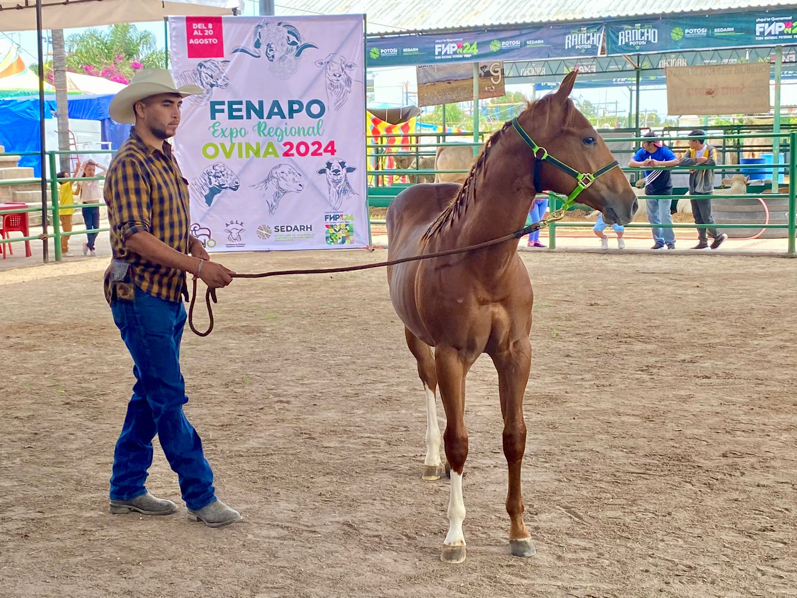 Gobierno estatal organiza muestra equina en FENAPO 2024 con premiación nacional a caballos cuarto de milla 