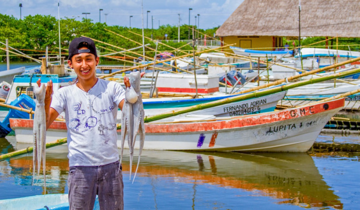 Pulpo Maya de Yucatán obtiene protección legal para pesca sostenible y exclusiva