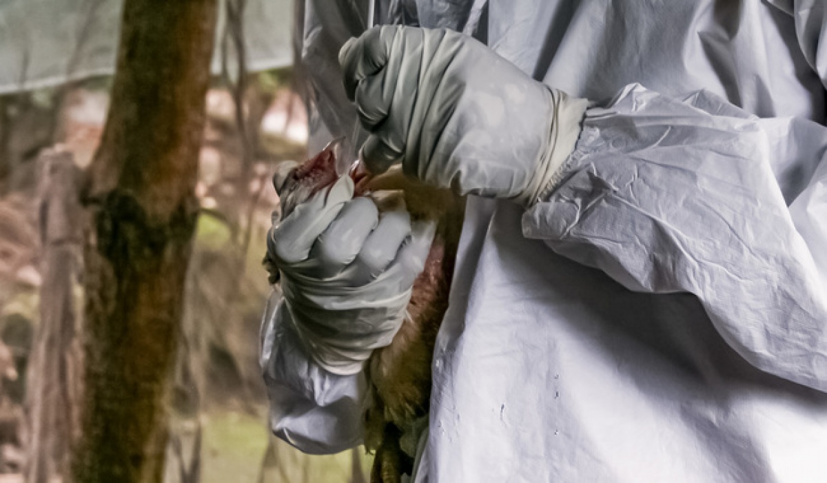 México erradica brote de influenza aviar AH5N1 en Temascalcingo sin afectar su estatus zoosanitario