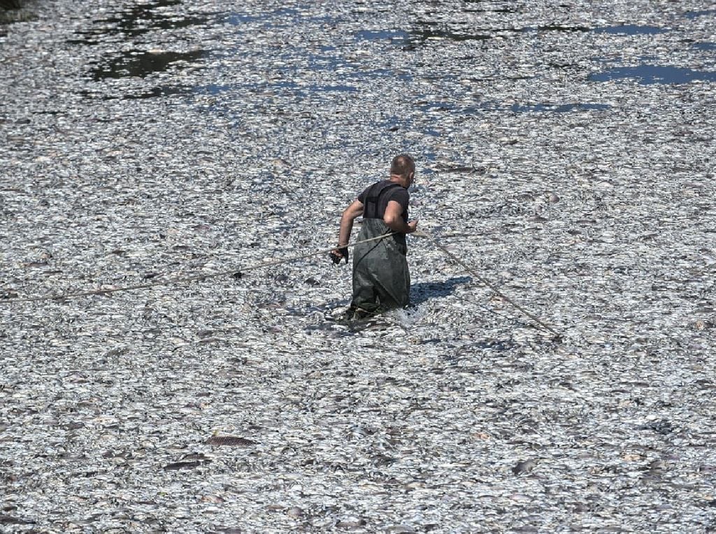 Crisis ambiental en Grecia: miles de peces muertos por contaminación del agua