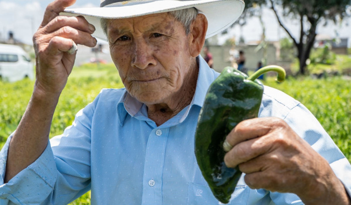 Chiles en nogada dan inicio a las celebraciones patrias; productores de chile poblano garantizan producción y abasto: Agricultura