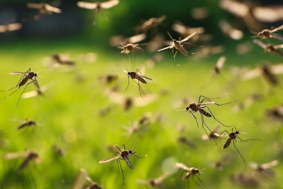 Mosquitos utilizan infrarrojos para detectar a sus víctimas y mejorar su letal eficacia