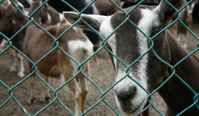 La Comarca Lagunera lidera en producción de leche de cabra y fomenta jabones artesanales