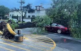 Fuertes lluvias y viento causan caos en Naucalpan; se caen varios árboles