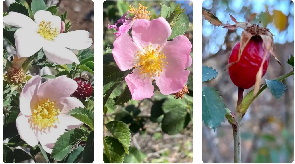 Hallan en Canarias tres nuevas especies de rosas silvestres