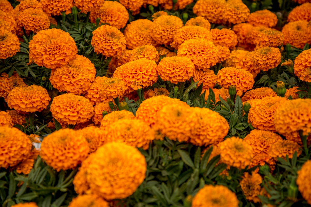 Cempasúchil: flor de 20 pétalos, símbolo de vida y muerte en México