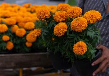 Cempasúchil, Nube y Terciopelo: Flores esenciales para el altar de Día de Muertos