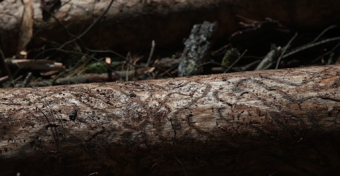 Gusano descortezador arrasa con 6 mil hectáreas de bosque en el Estado de México en 2024