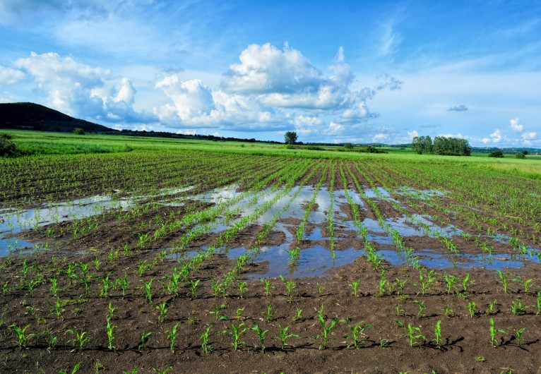 Agricultura regenerativa: Beneficios para el planeta y cómo aplicarla en casa