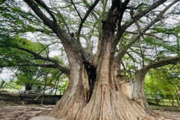 El árbol milenario de arroyo seco, un gigante natural en Querétaro