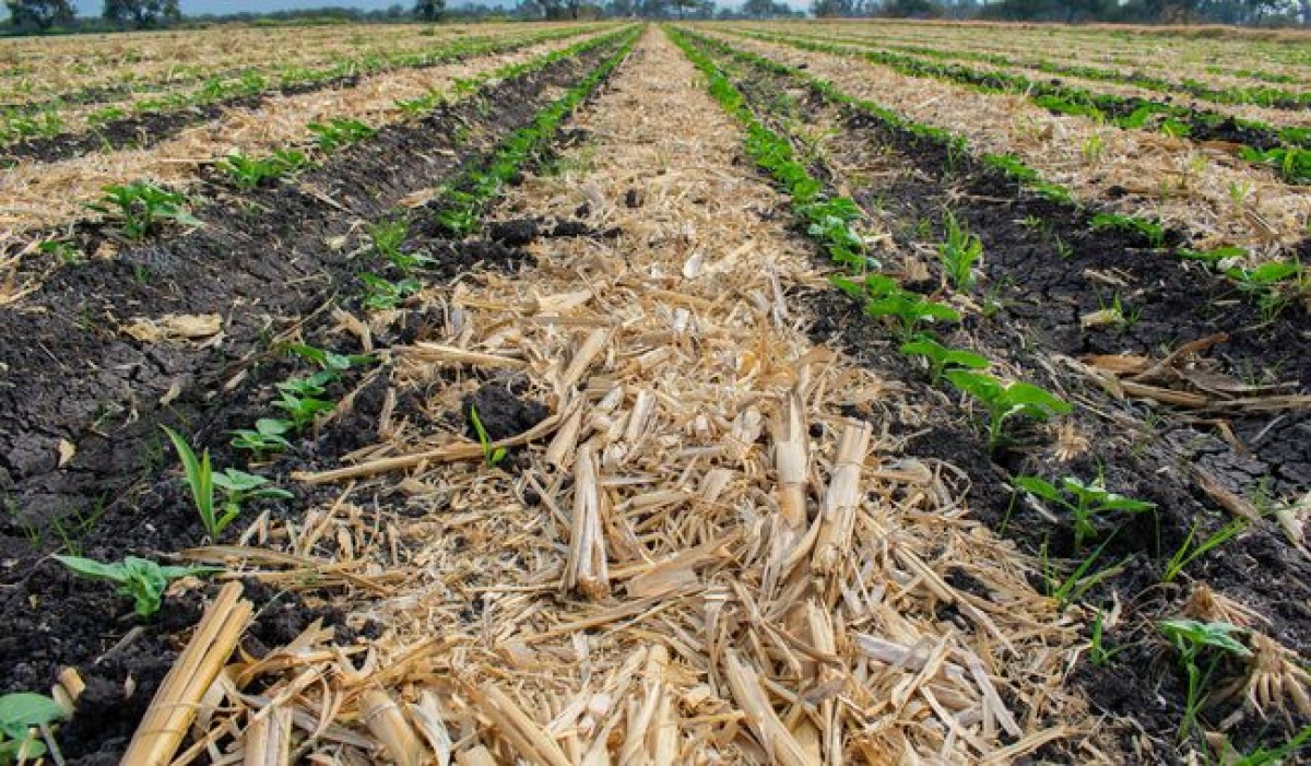 Gobierno Federal exhorta a evitar quemas agropecuarias durante diciembre y año nuevo