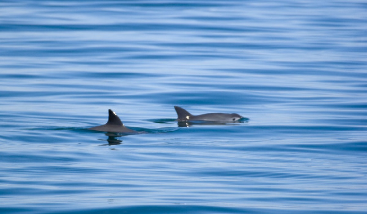 México avanza en la conservación de la vaquita marina y el Alto Golfo de California