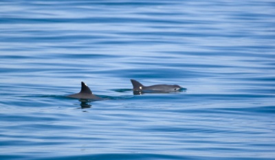 México avanza en la conservación de la vaquita marina y el Alto Golfo de California