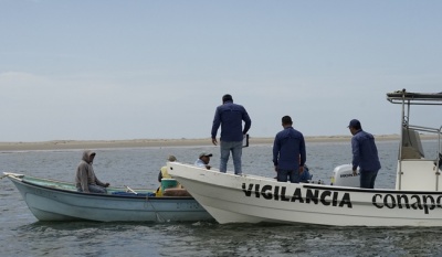 Conapesca asegura más de mil 500 toneladas de producto pesquero en operativos de 2024