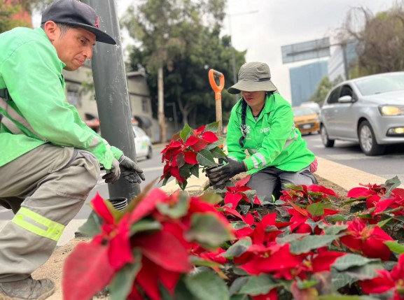 Inicia campaña de recolección y reciclaje de Nochebuenas en la CDMX
