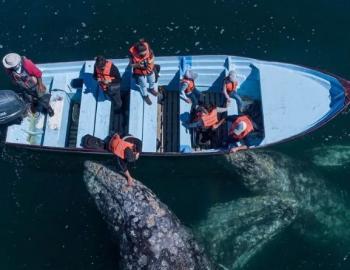 Los mejores lugares en México para observar ballenas grises: naturaleza y emoción al alcance