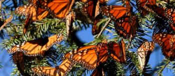 Michoacán, hogar invernal de la Mariposa Monarca