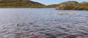 El calentamiento global transforma miles de lagos en Groenlandia en fuentes de carbono