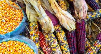 México reabre la puerta al maíz transgénico y desata nuevo debate económico