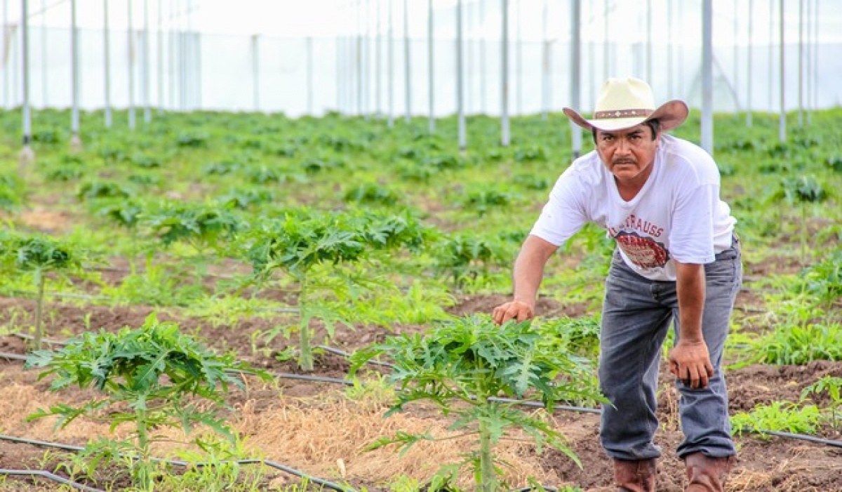 Extienden reinscripción al programa de energía eléctrica para riego agrícola hasta febrero 2025