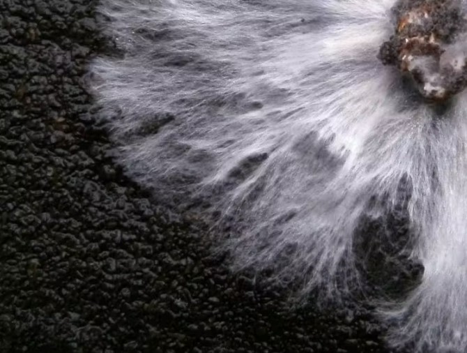 Hongos, una alternativa ecológica al plástico en envases biodegradables