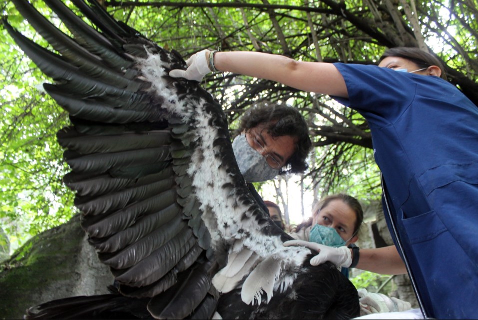 Ciclo de charlas sobre aves en Chapultepec busca concientizar sobre su conservación