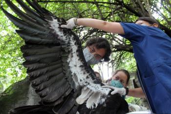Ciclo de charlas sobre aves en Chapultepec busca concientizar sobre su conservación