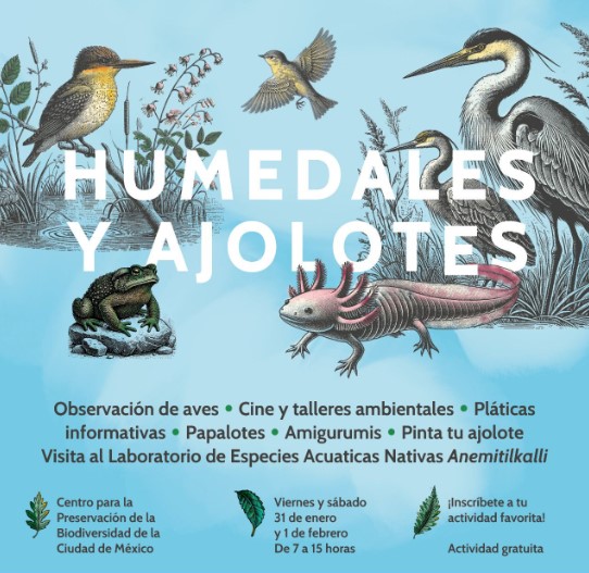 CDMX celebra el Día del Ajolote y los Humedales con actividades gratuitas