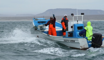 Conapesca anuncia vedas y periodos de captura para especies en 13 estados