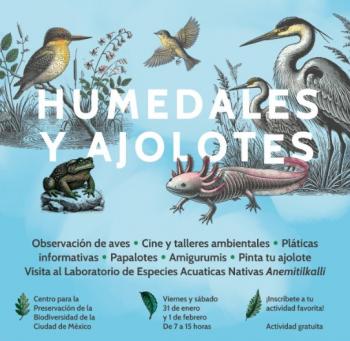 CDMX celebra el Día del Ajolote y los Humedales con actividades gratuitas