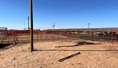 México y EE.UU. reanudan exportación de ganado en pie desde Chihuahua y Sonora