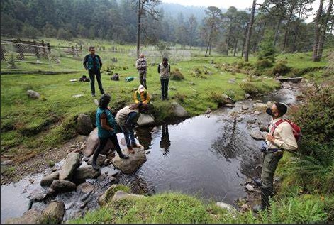 CDMX avanza en la conservación del ajolote de arroyo de montaña con alta tasa de supervivencia