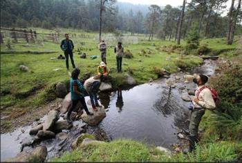 CDMX avanza en la conservación del ajolote de arroyo de montaña con alta tasa de supervivencia