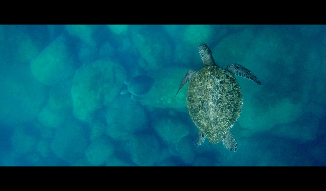 Documental 'El llanto de las tortugas' muestra la transformación de pescadores en defensores del mar en Bahía de Kino