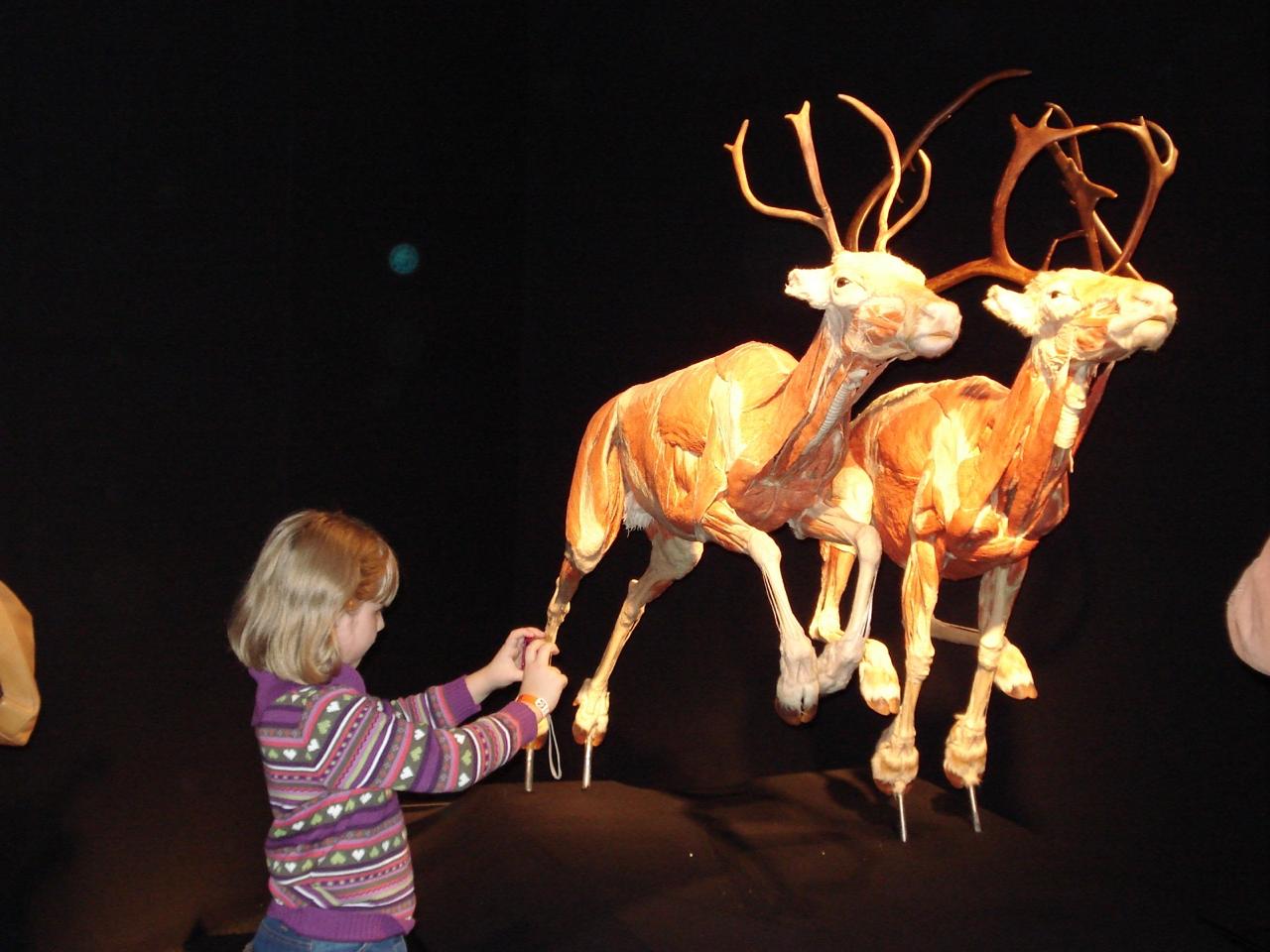 Body Worlds: Animal Inside Out llega por primera vez a México en San Luis Potosí