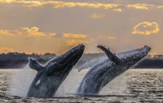 Las ballenas transportan nutrientes a miles de kilómetros a través de su orina
