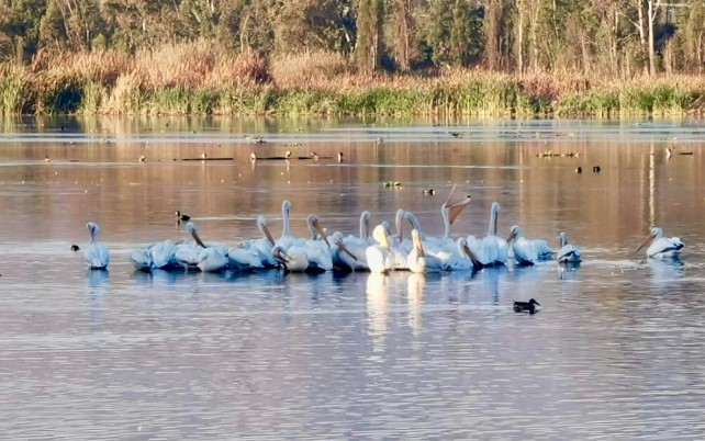 Parque Ecológico de Xochimilco, refugio clave para aves migratorias