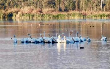 Parque Ecológico de Xochimilco, refugio clave para aves migratorias