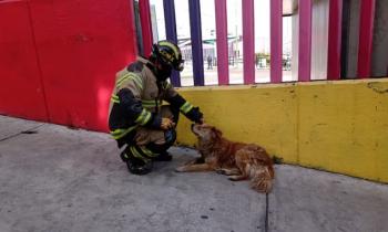 Bomberos CDMX y AGATAN firman convenio para rescate y atención de animales en emergencia